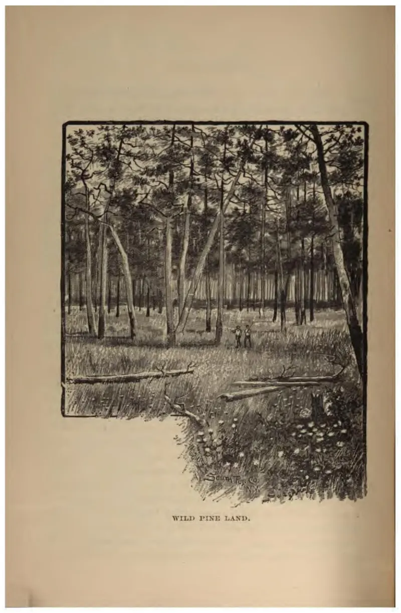 Wild Pine Land (Crosby, 1887)
