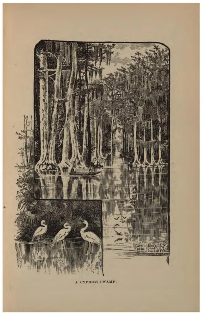 A Cypress Swamp (Crosby, 1887)