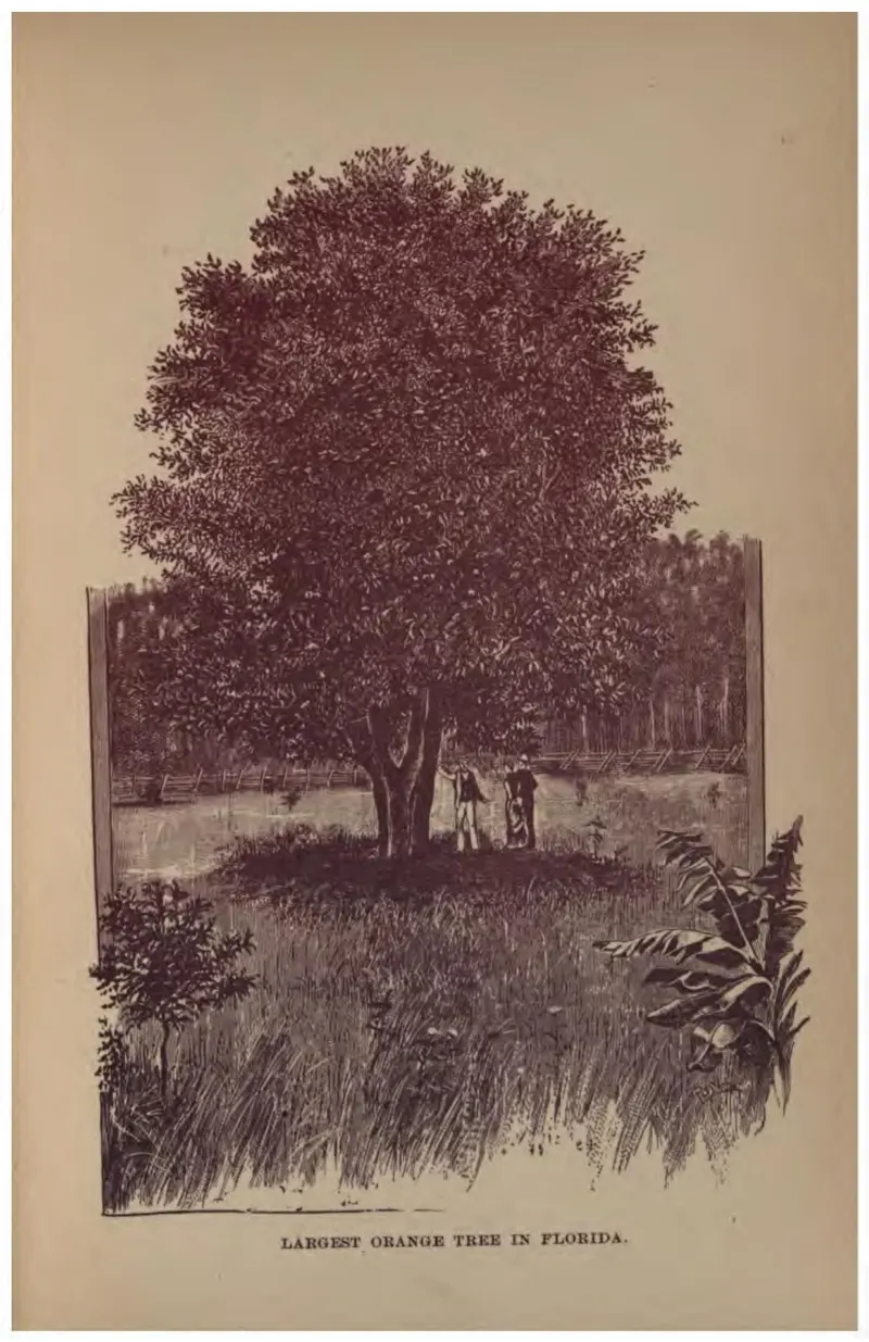 Largest Orange Tree in Florida (Crosby, 1887)