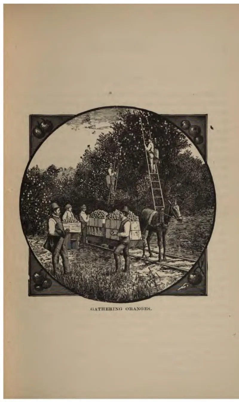 Gathering Oranges (Crosby, 1887)