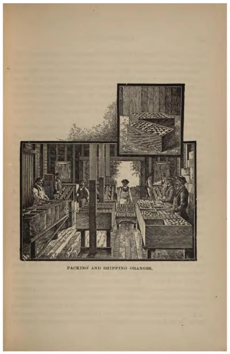 Packing and Shipping Oranges (Crosby, 1887)