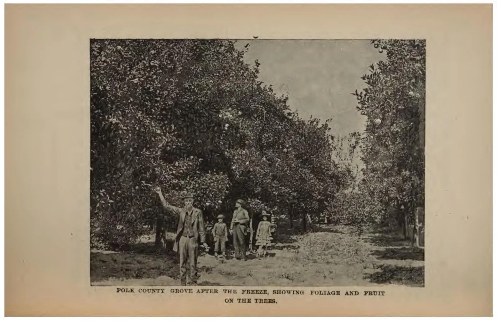 Polk County Grove after the Freeze, Showing Foliage and Fruit on the Trees (Crosby, 1887)