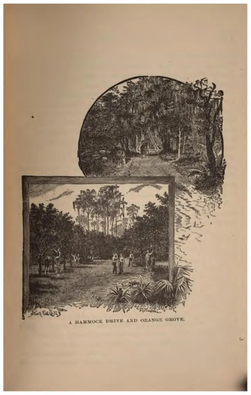 A Hammock Drive and Orange Grove (Crosby, 1887)