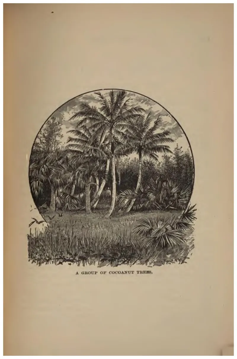 A Group of Cocoanut Trees (Crosby, 1887)