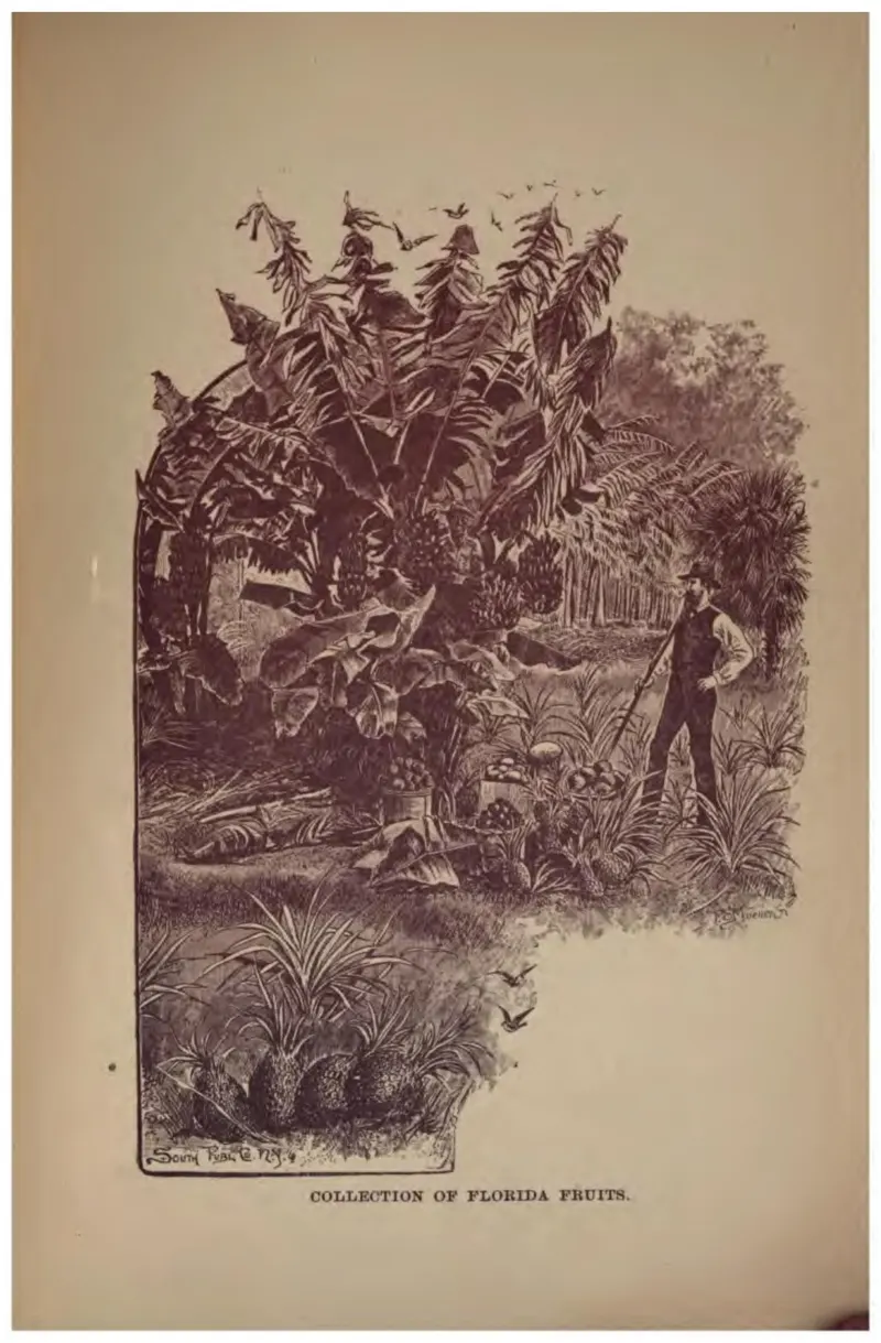 Collection of Florida Fruits (Crosby, 1887)