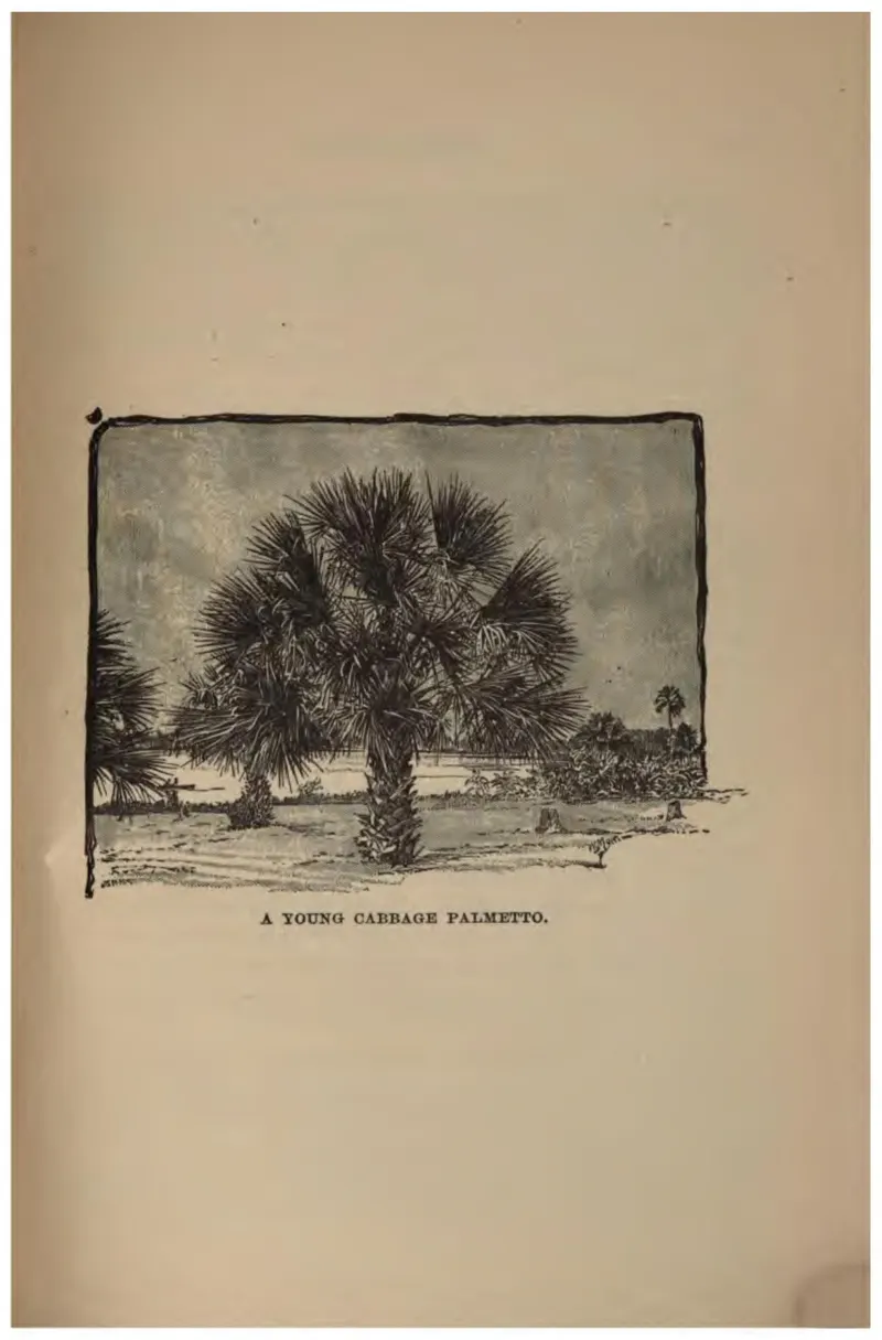 A Young Cabbage Palmetto (Crosby, 1887)