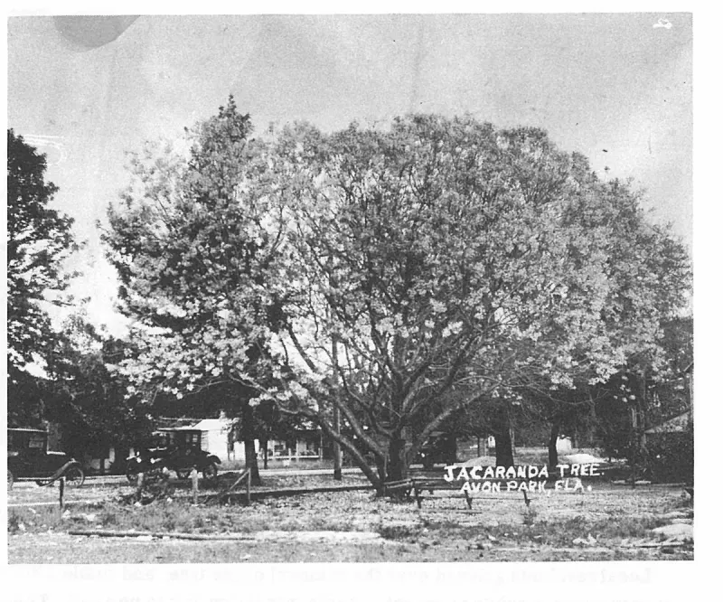 The Jacaranda tree that had to be cut down to make room for building the Jacaranda Hotel